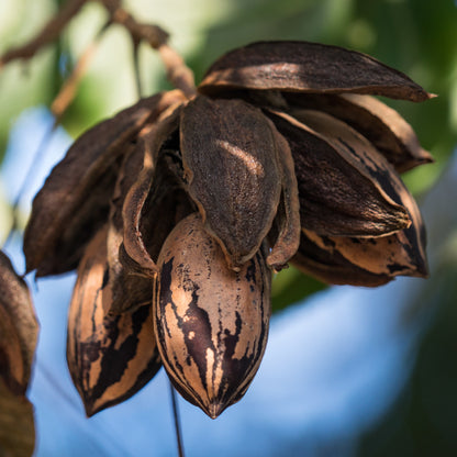 NOYER DE PÉCAN OU PACANIER AB 