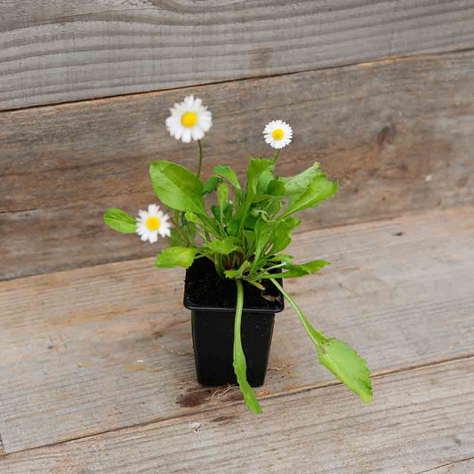 PAQUERETTE NT - PLANT 