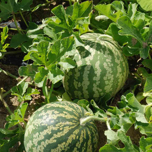 PASTEQUE A GRAINE ROUGE A CHAIR VERTE VERTE A CONFIRE AB - PLANT 