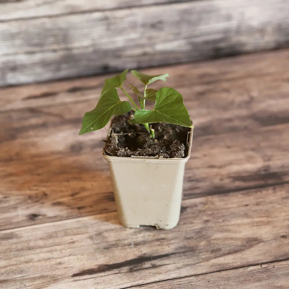 PATATE DOUCE BEAUREGARD AB - AB - PLANT 