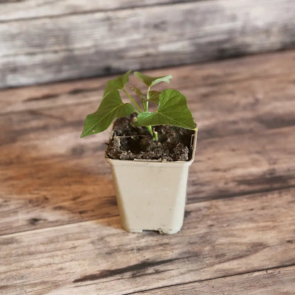 PATATE DOUCE BEAUREGARD AB - AB - PLANT 