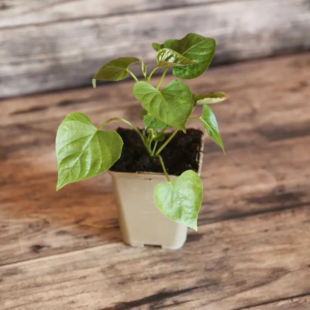 PATATE DOUCE BONITA - AB - PLANT 