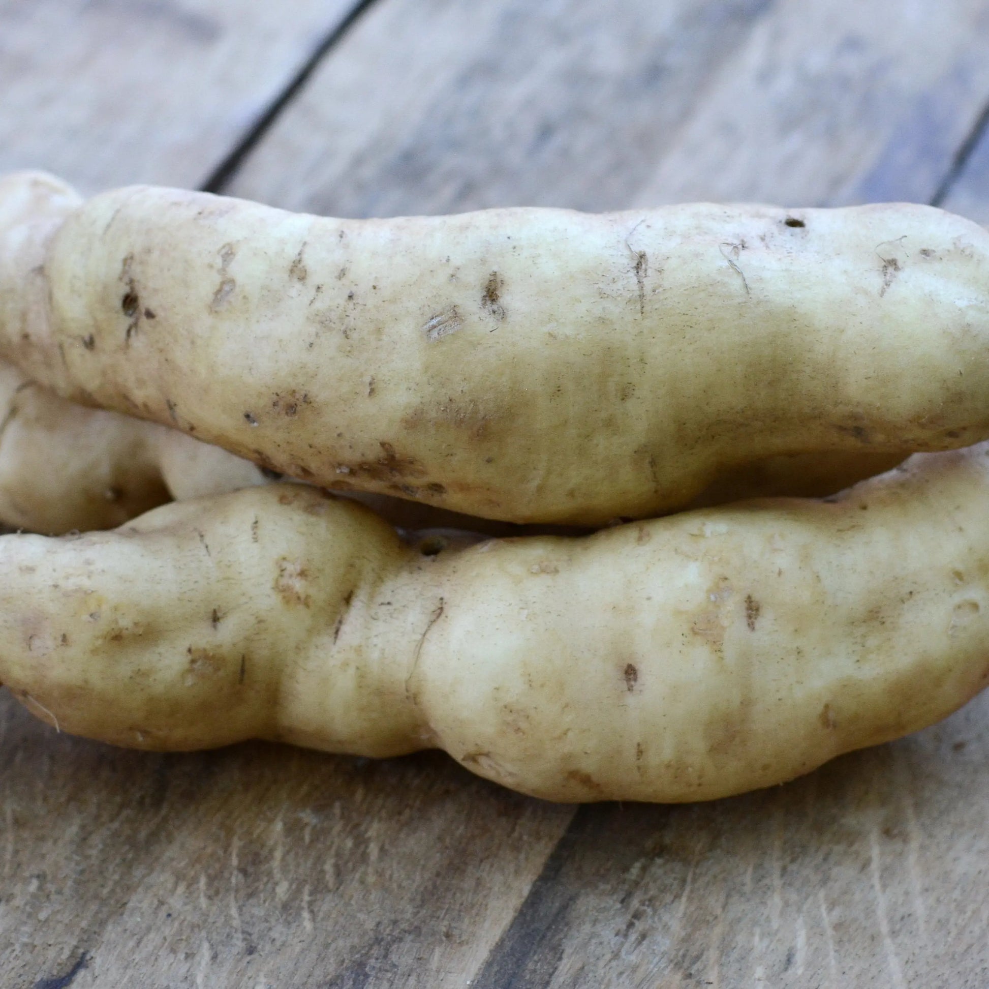 PATATE DOUCE BONITA - PLANT AB 