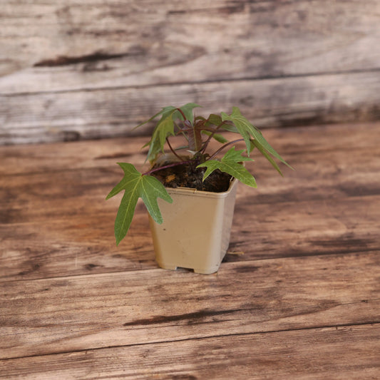 PATATE DOUCE CHAIR BLANCHE MURASAKI 29 - PLANT AB 