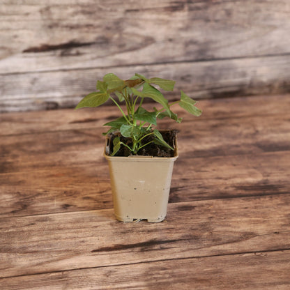 PATATE DOUCE ORLEANS - PLANT AB 