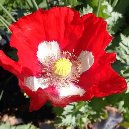 PAVOT DANISH FLAG AB 