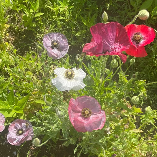 PAVOT MOTHER OF PEARL AB 