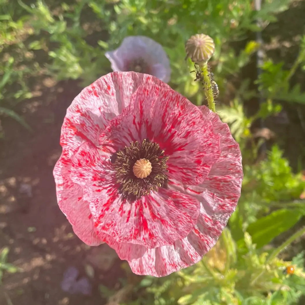 PAVOT MOTHER OF PEARL AB 