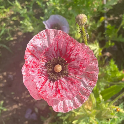 PAVOT MOTHER OF PEARL AB 