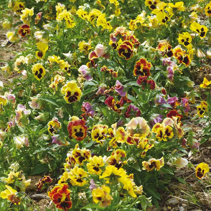PENSEE FROU-FROU EN MELANGE AB 