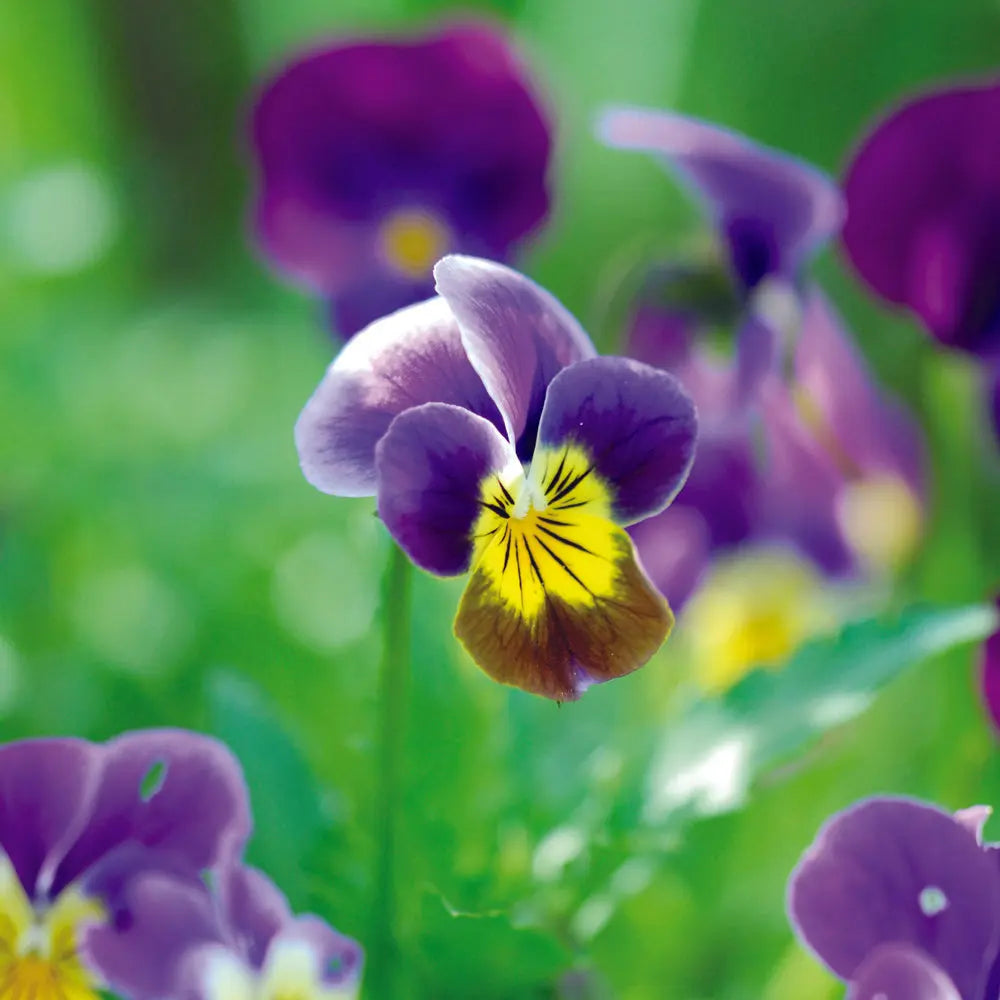 PENSEE SAUVAGE AB - PLANT 