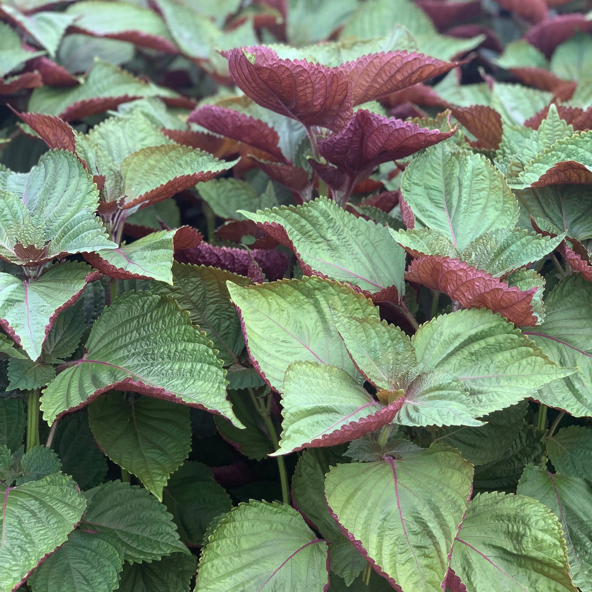PERILLA DE CORÉE BICOLORE AB - PLANT 