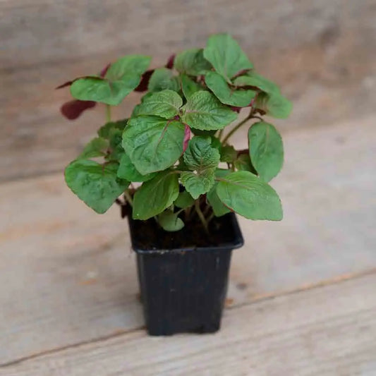 PERILLA DE CORÉE BICOLORE PLANT - AB 