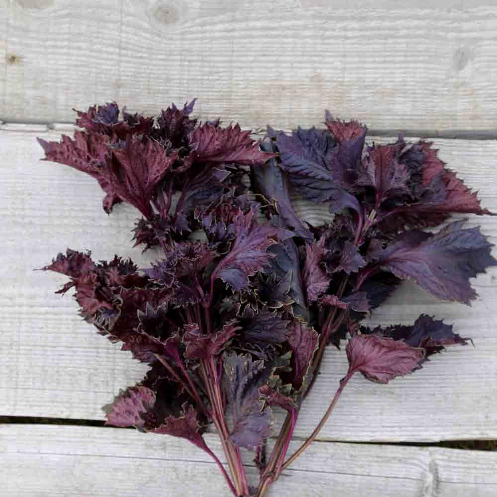 PERILLA ROUGE OU SHISO AB 