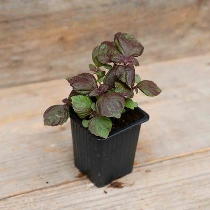 PERILLA ROUGE OU SHISO POURPRE PLANT - AB 