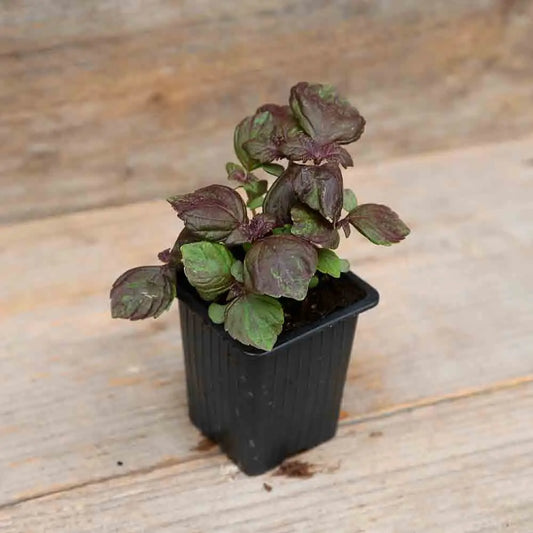 PERILLA ROUGE OU SHISO POURPRE PLANT - AB 