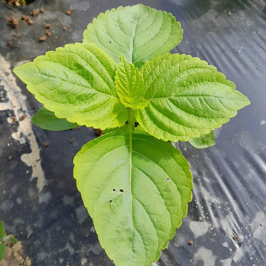 PERILLA VERTE COREENNE OU EGOMA AB