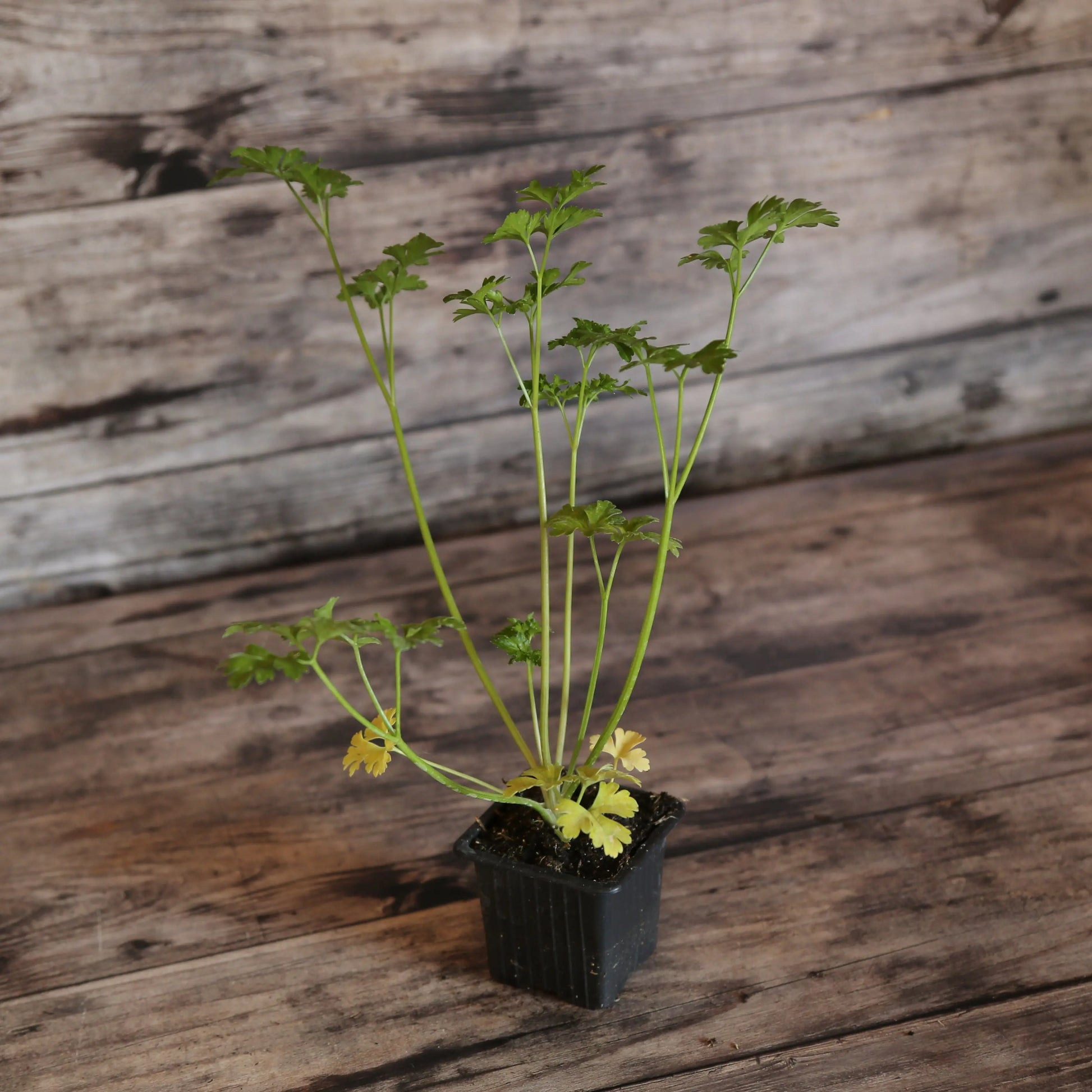 PERSIL FRISE VERT FONCÉ AB - PLANT 