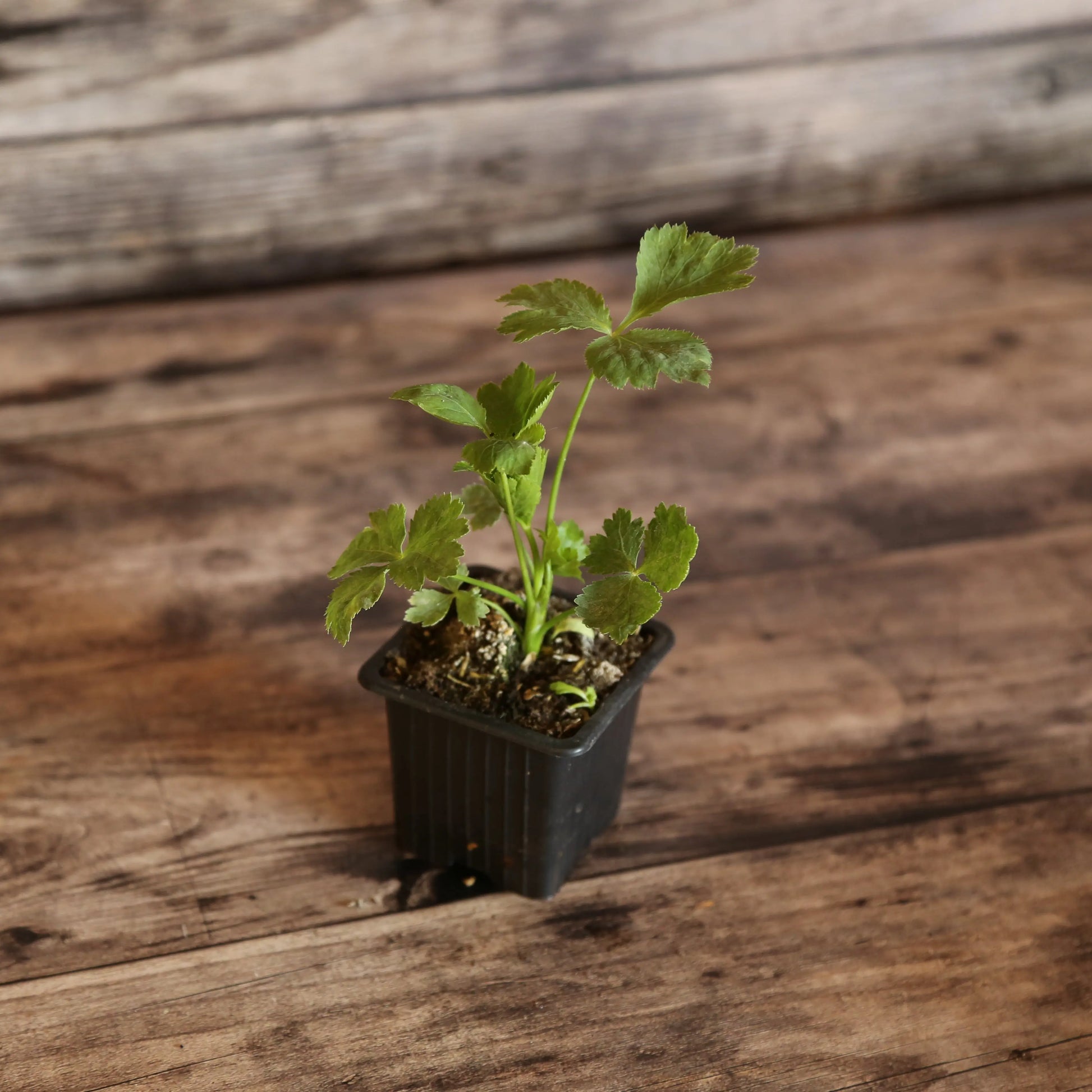 PERSIL MITSUBA AB - PLANT 