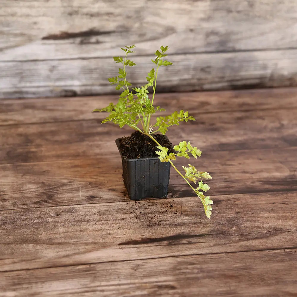 PERSIL PLAT GÉANT D'ITALIE AB - PLANT 