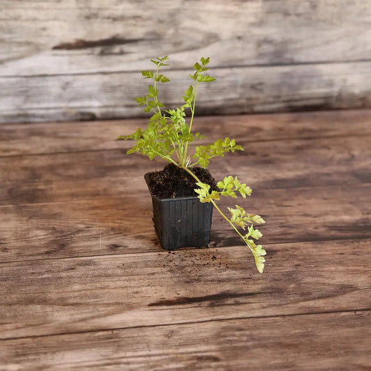 PERSIL PLAT GÉANT D'ITALIE AB - PLANT 