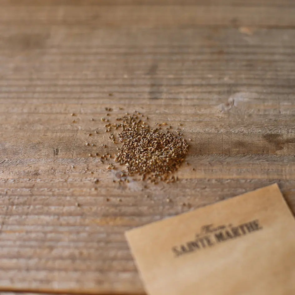 PERSIL TUBEREUX A GROSSES RACINES GROS HATIF AB