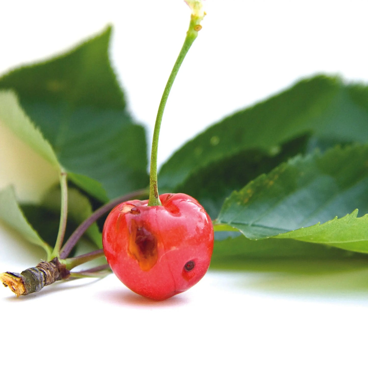 PHEROMONES CONTRE LE VER DE LA CERISE 