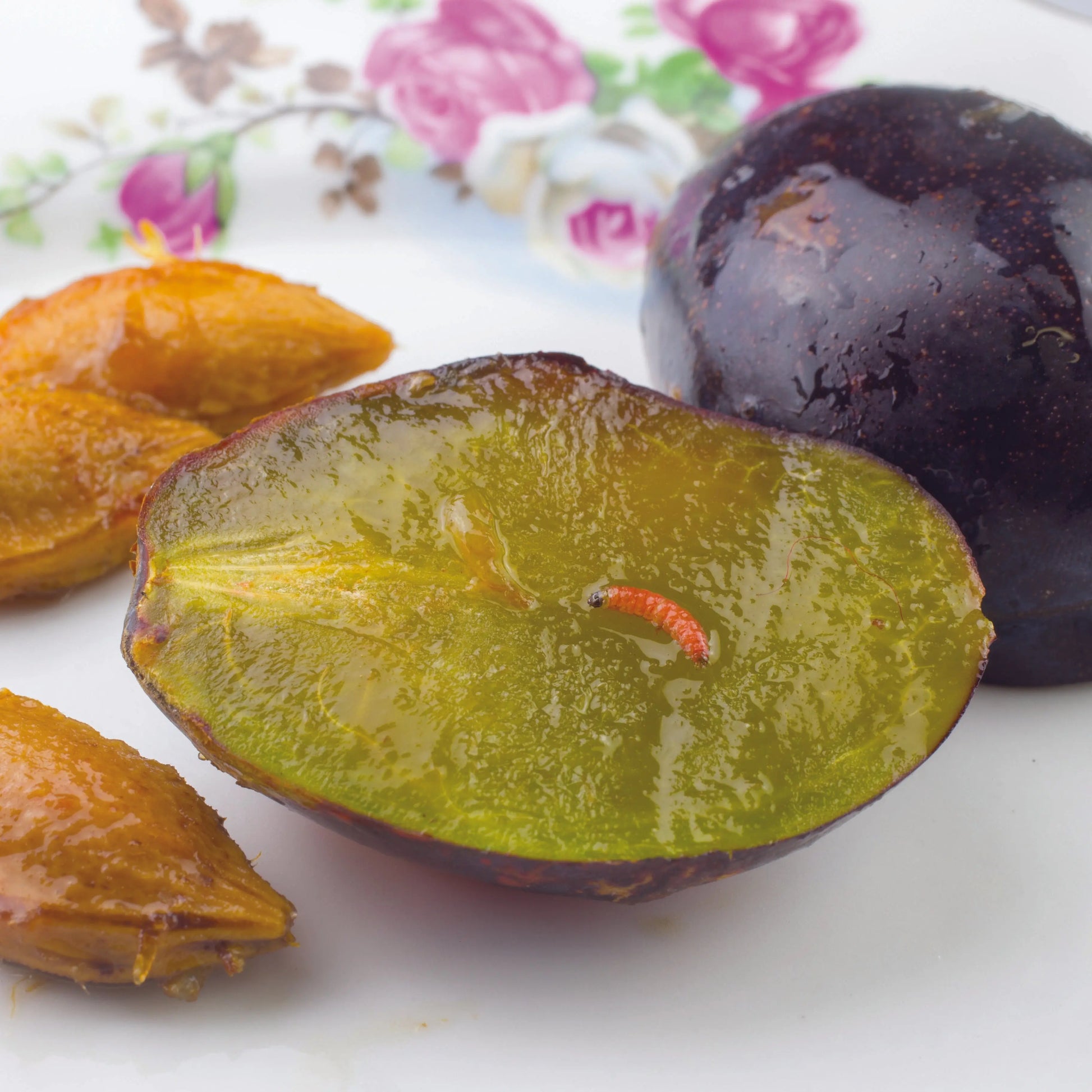 PHEROMONES CONTRE LE VER DE LA PRUNE ET MIRABELLE 