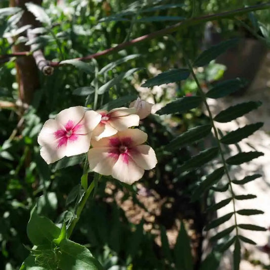PHLOX CHERRY CARAMEL AB 
