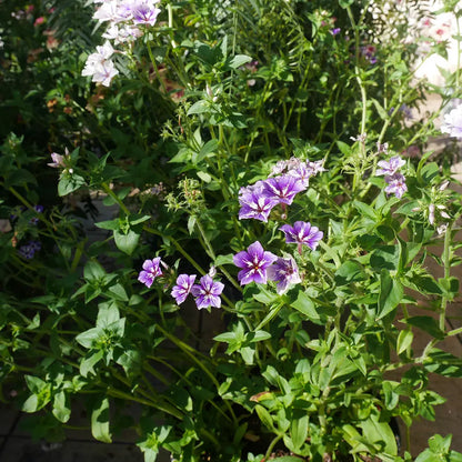 PHLOX SUGAR STARS AB 