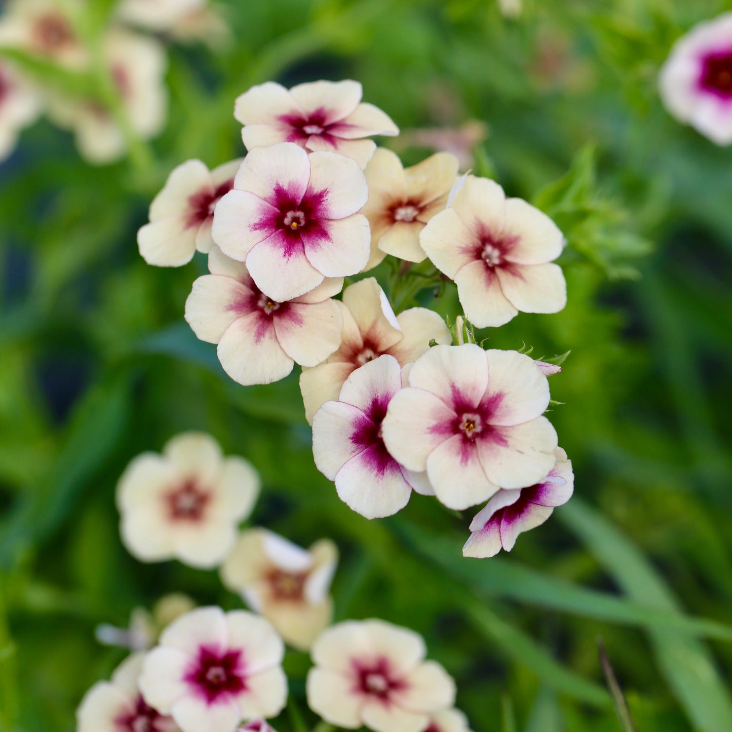 PHLOX CHERRY CARAMEL AB 