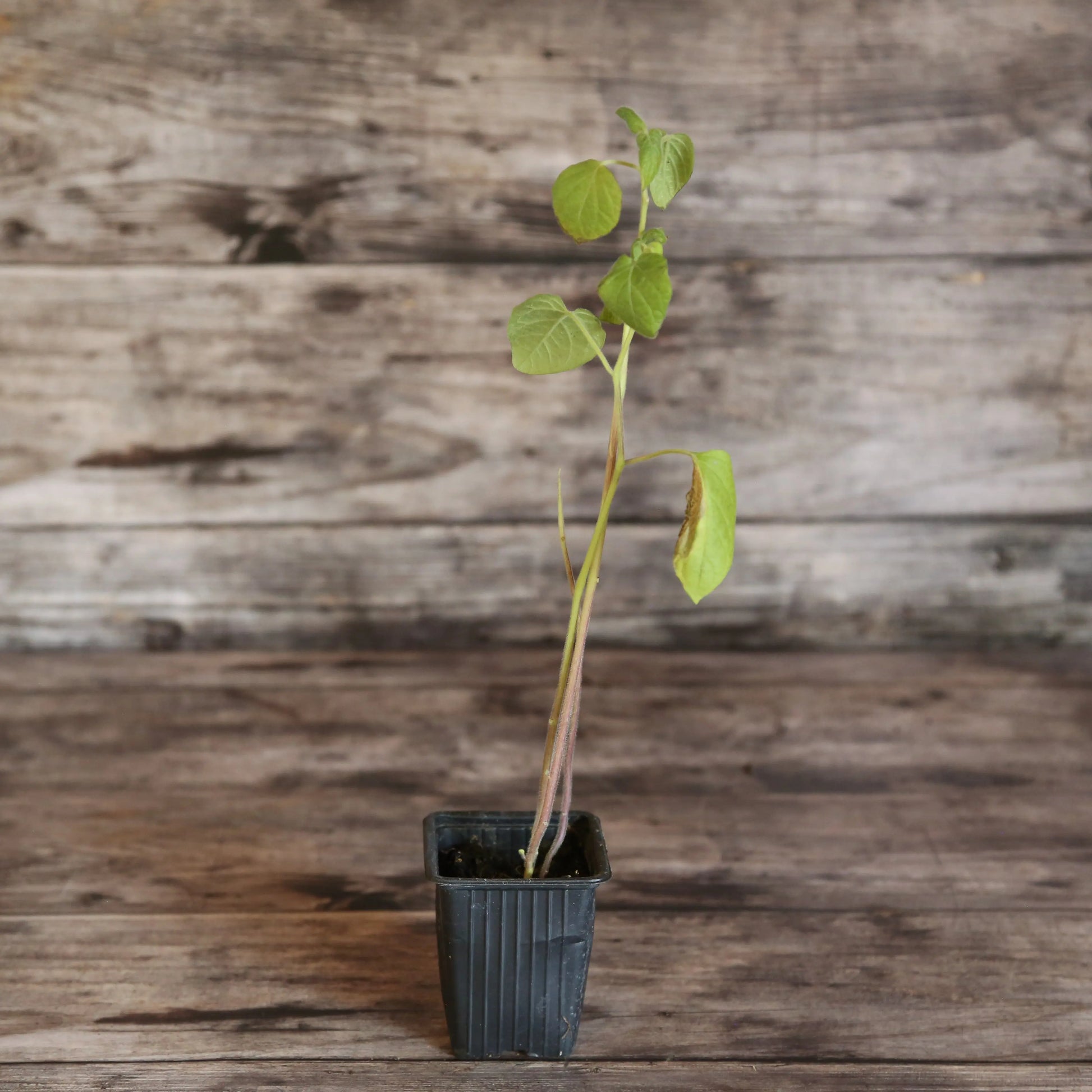 PHYSALIS COQUERET DU PEROU PLANT AB 