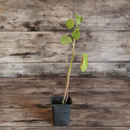 PHYSALIS COQUERET DU PEROU PLANT AB 