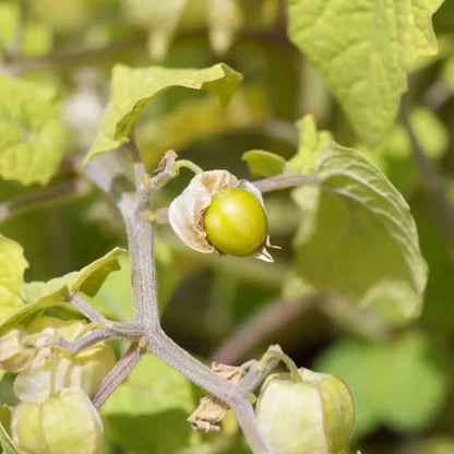 PHYSALIS GOLDIE OU CERISE DE TERRE AB 