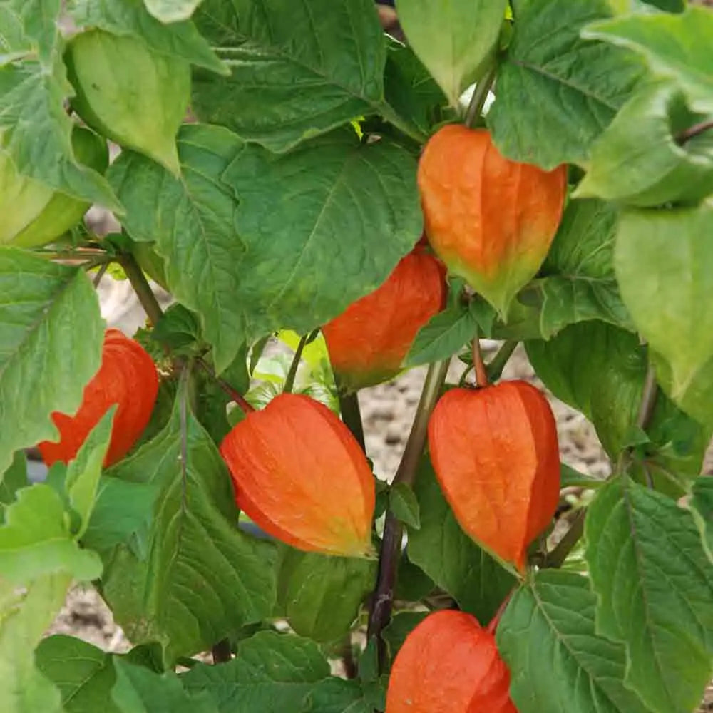 PHYSALIS LE JARDIN DU MOULIN AB 