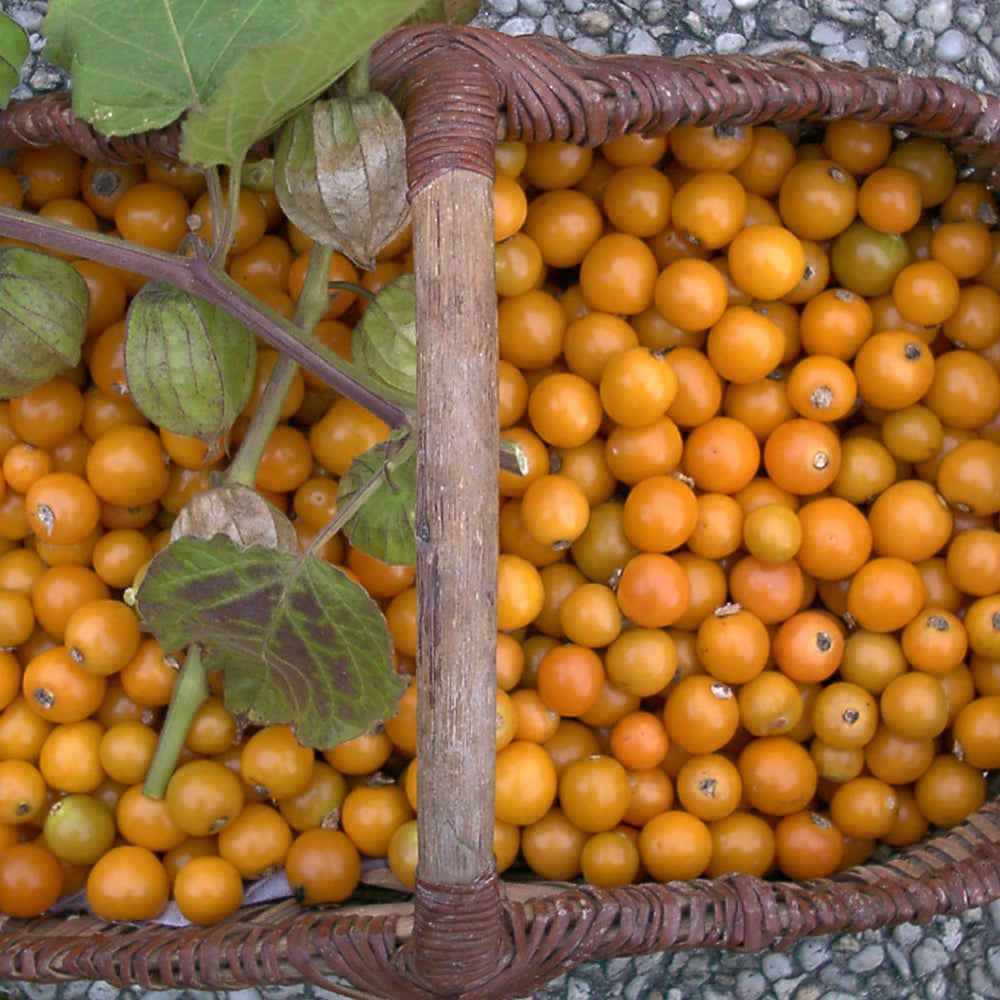 PHYSALIS PERUVIANA AB - PLANT