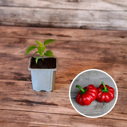 PIMENT DOUX TOMATE AB - PLANT 