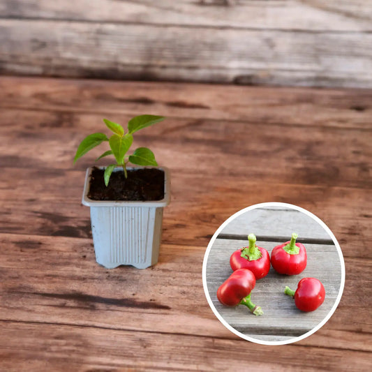 PIMENT RED CHERRY  PLANT AB 