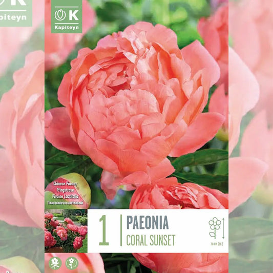 PIVOINE CORAL SUNSET 