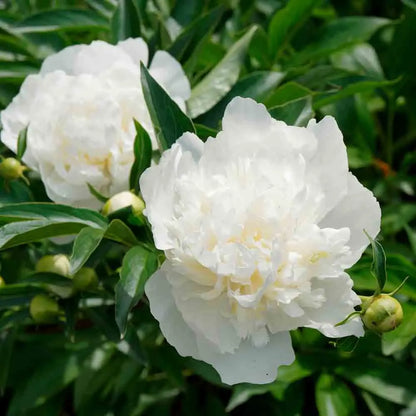 PIVOINE DUCHESSE DE NEMOURS 