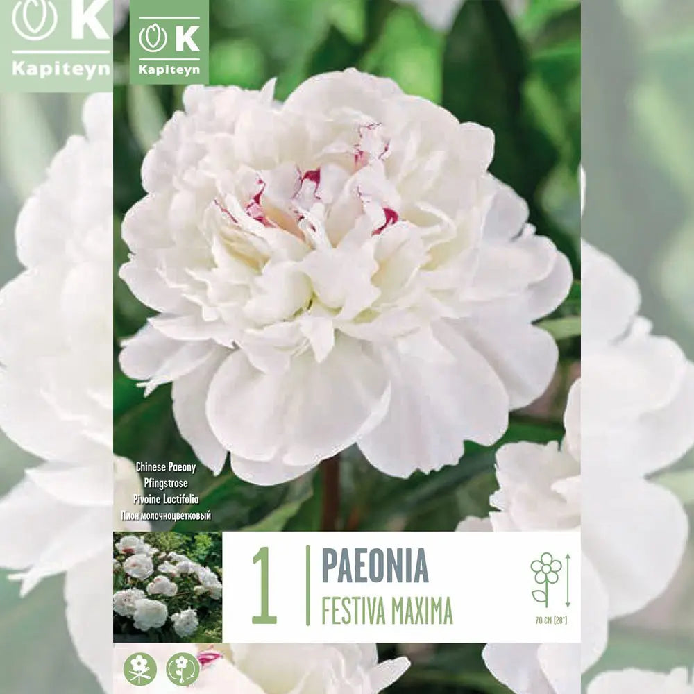 PEONY FESTIVA MAXIMA