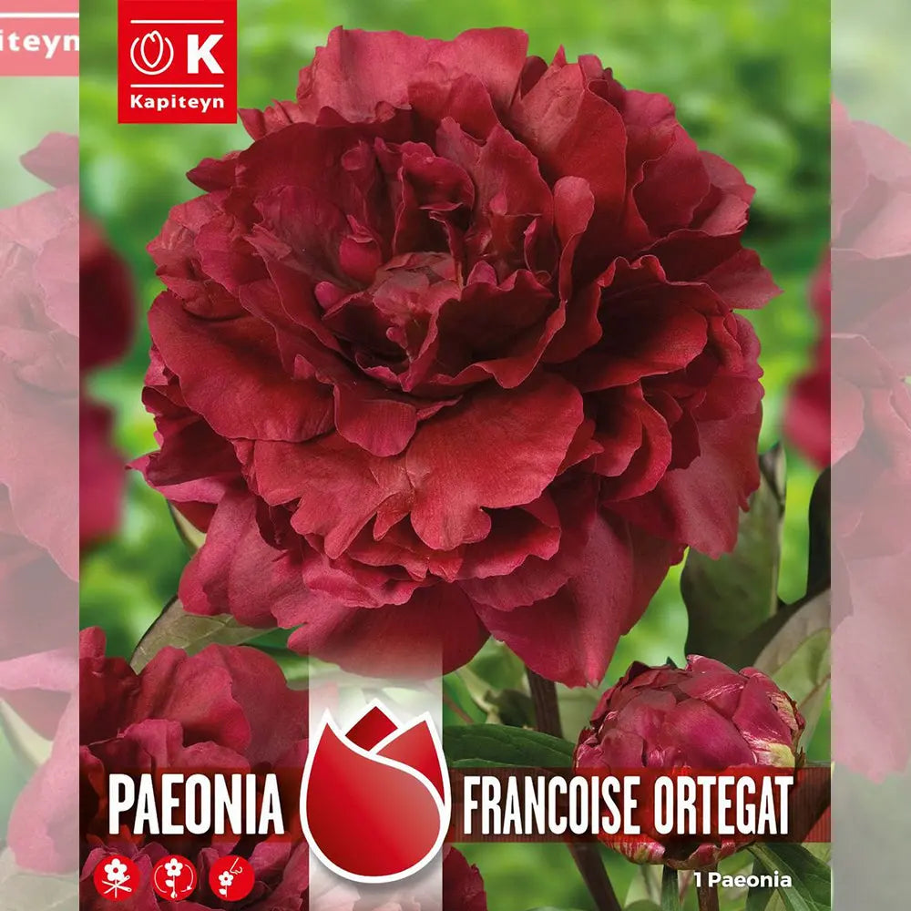 PIVOINE FRANCOISE ORTEGAT 