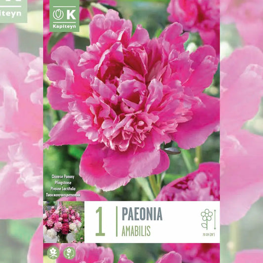 PIVOINE GENERAL MAC MAHON (AMABILIS) 