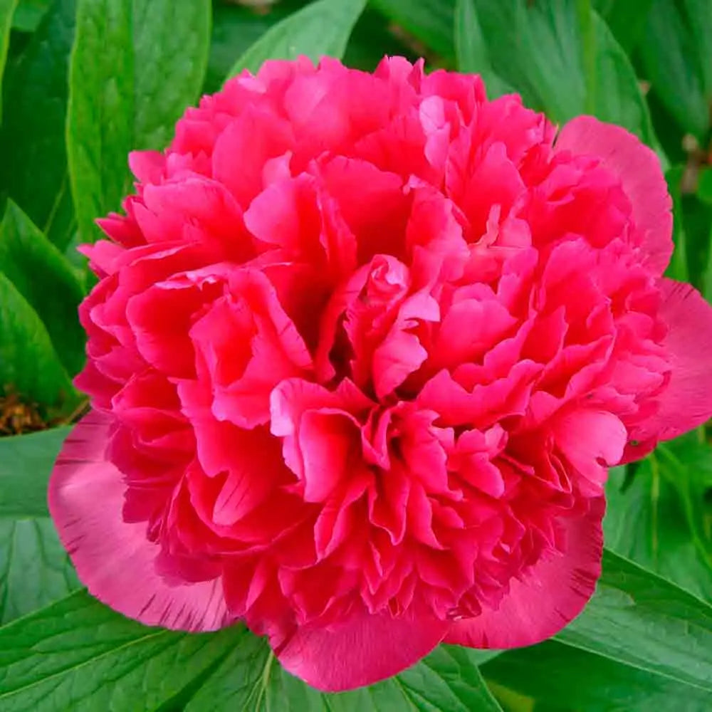 PIVOINE KARL ROSENFIELD 