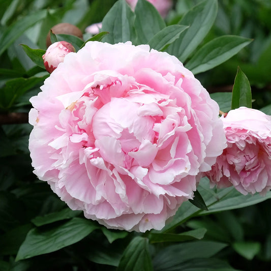 PIVOINE SARAH BERNARDT 