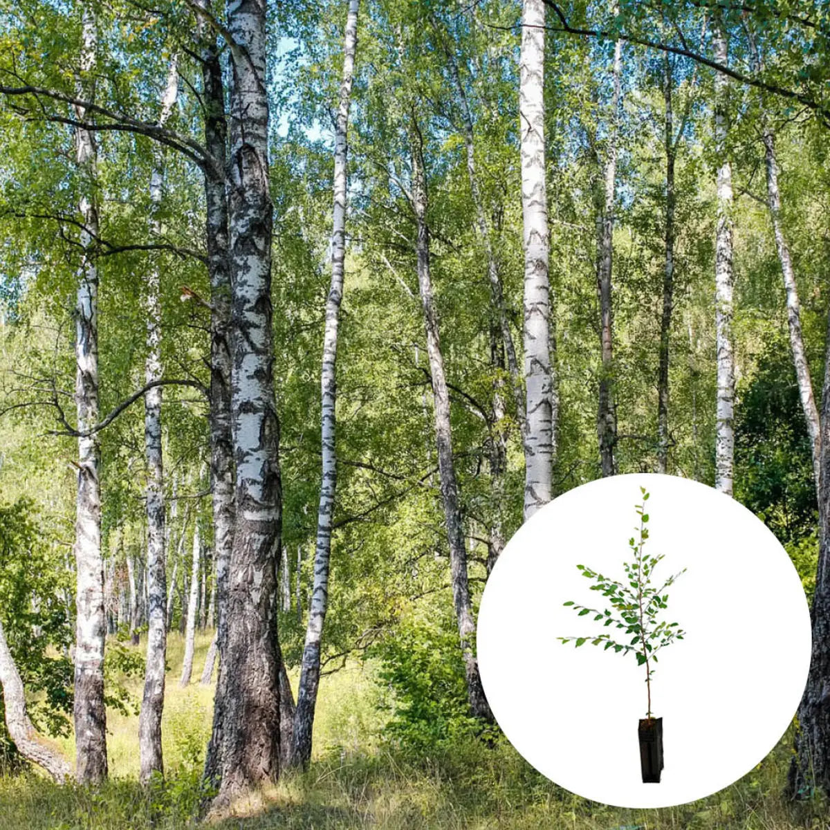 PLANT TRUFFIER BOULEAU - mycorhizé Tuber Uncinatum 