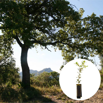 PLANT TRUFFIER CHENE VERT - mycorhizé Tuber Melanosporum 