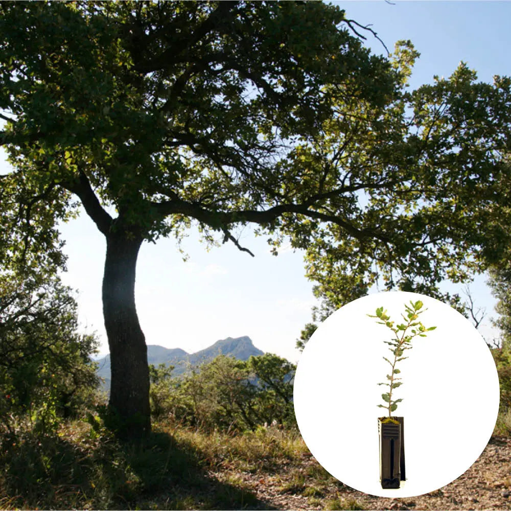 PLANT TRUFFIER CHENE VERT - mycorhizé Tuber Melanosporum 