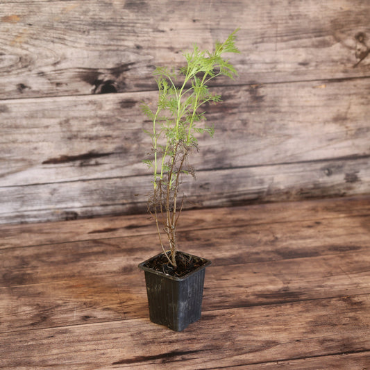 COLA PLANT AB - PLANT