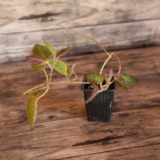 PLANTE FROMAGE - PLANT 
